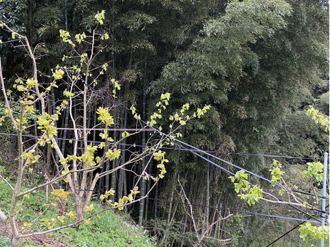 [送料500円引]筍 たけのこ3kg 糠と唐辛子・木の芽付