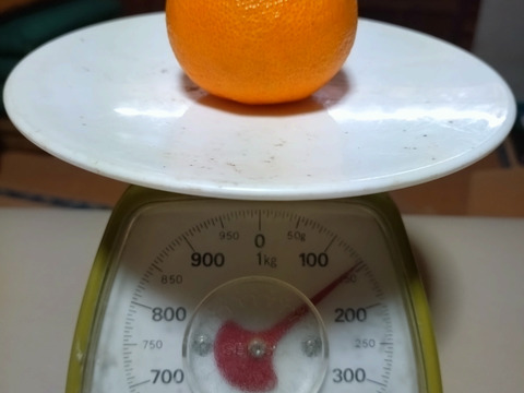 不知火(小玉)箱込み約3kg