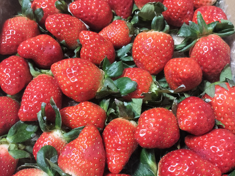 ⑤真心農園  あまりん  バラ詰め870g×１箱（粒の大きさ・果形 混在）TCAMBR1B