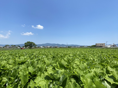 掘りたて新ごぼう　またの名を天御柱根別ごぼう　1kg