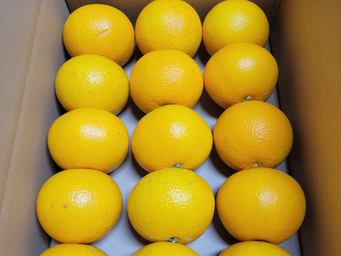 【特別栽培】和歌山県産　八朔(5kg)【3Lサイズ】