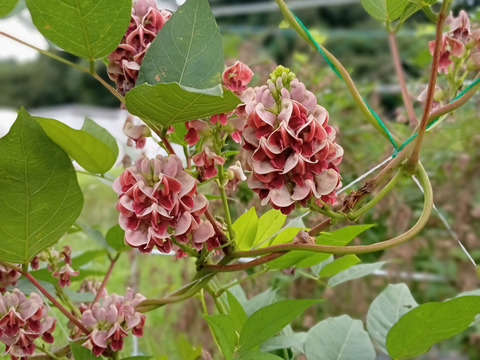 甘〜い生アピオス　200g×5P