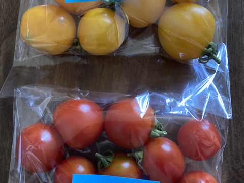 トマト各種詰め合わせ　約1500g