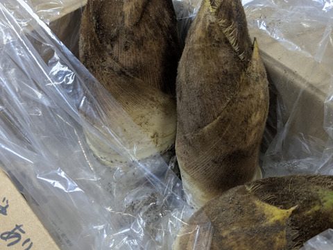 旬真っ盛り！生たけのこ1.5kg　( 2〜5本入) 収穫当日発送！採れたてをお届け！