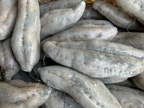 大きめのねっとりクリーミー💕熟成安納芋