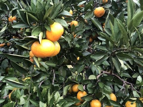 熊本発農薬不使用🍊  5kg 宮川.原口早生　サイズフリー『朝市限定』（約35個前後入）