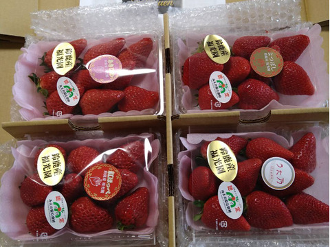 三重県オリジナル品種【うた乃】を中心に、章姫、紅ほっぺ、よつぼし、かおり野、3品種を選抜した食べ比べセット(品種は選べません。その日、状態の良い品種を選抜します。)1箱1.0kg~1.2kg