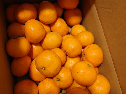 トロトロ甘っ！濃い味旨味みかん5キロ