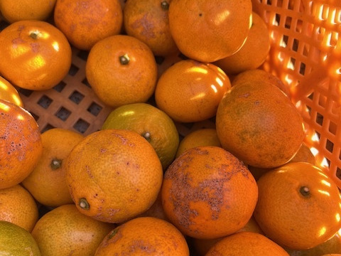 【静岡県産 訳あり品】隠れた名品！今が旬！豊かな甘みとほどよい酸味！細江町の早生みかん（興津）8kg