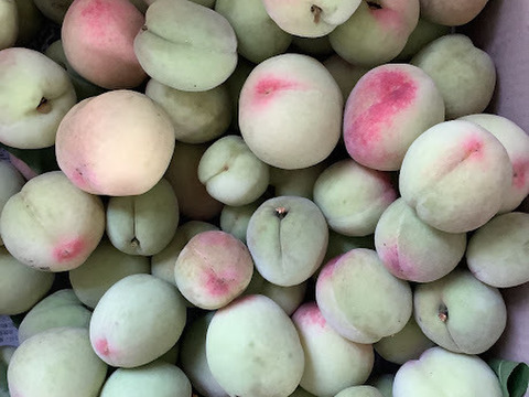 ②若桃 摘果桃 箱込み10kg 若桃(摘果桃)10kg：岡山県産の白桃｜食べチョク｜産地直送(産直
