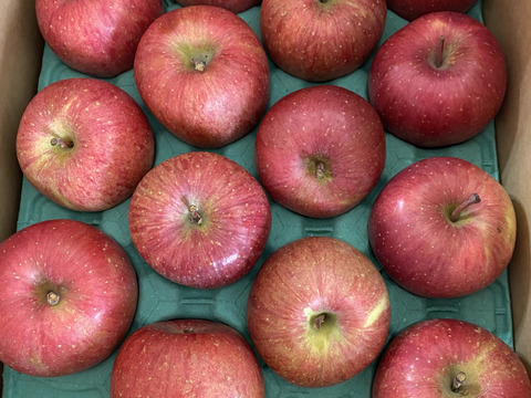 【毎年１万箱以上売れてます】約５キロ 青森県産りんご「樹上完熟葉とらずふじ」家庭用厳選品