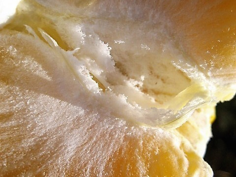 朝採りの食べ比べ☆旬の「はるひ」と走りの「甘夏」＝3kg☆ 農薬・肥料・除草剤不使用