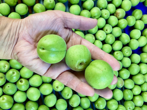 白加賀/青梅　自然栽培　農薬不使用、化学・動物性肥料不使用　☆Ｌサイズ以上４キロ