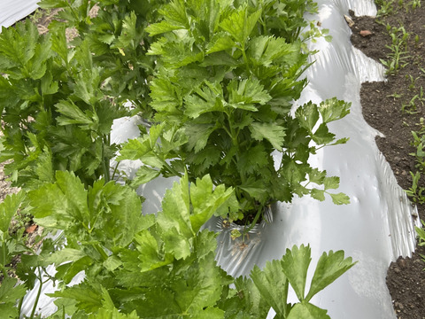 【新鮮☆朝収穫】セロリ1ｋg～香り高濃度😊