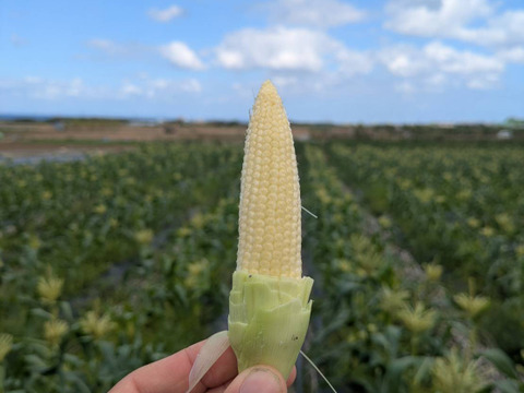 【今が旬！】沖縄の初採れヤングコーン約700g