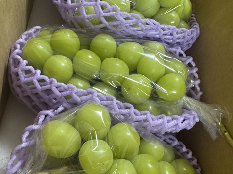 人気NO.1商品！！2025年★2㎏ 3～5房★種なしシャインマスカット★朝どれ　9月上旬より順次発送！生産量日本一の山梨県産★通常配送　沖縄県 北海道注文不可