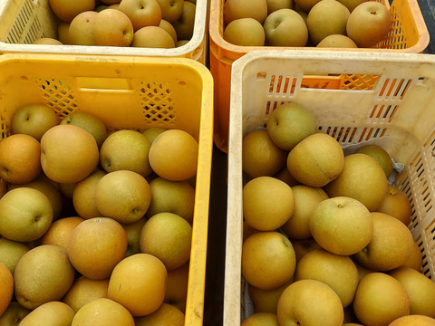 梨　甘くてジューシー甘太　家庭用３kg