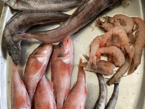 【魚ガチャ】欲張って2袋！何が入っているかわからない［未利用魚］おかず