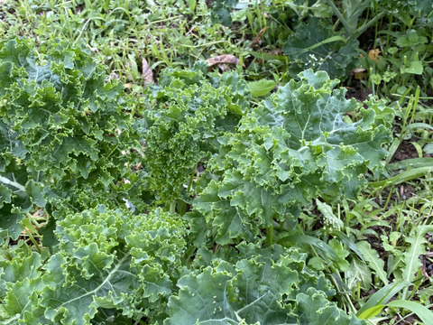 ふわっと柔らかカリーノケール
— 初めての方こそ違いがわかる、特別仕立て —
