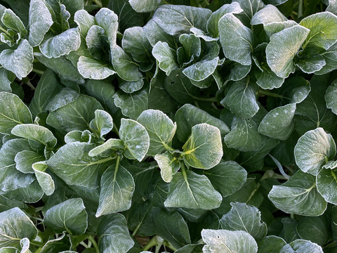 【福袋】信州四賀より里山の冬野菜セット　9品目+おまけ