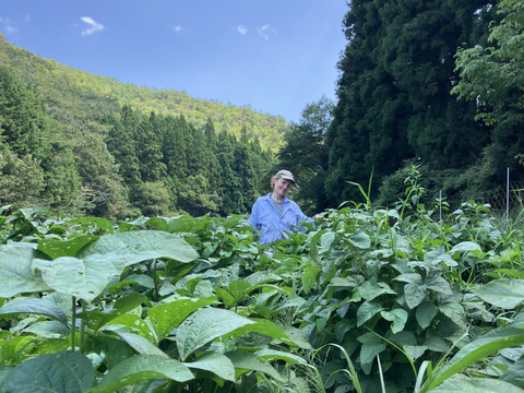 丹波黒枝豆さやのみ１kg（500g袋x ２）自然栽培　農薬化学肥料完全不使用！【完売！】