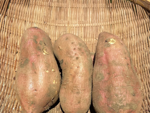 熊本県産オーガニック安納芋(箱込み５㎏)【自家採種を続けている箱入り娘】焼き芋、お菓子作りにも！