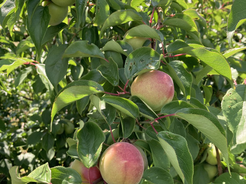 ⭐︎完全予約販売⭐︎ 和歌山が誇るブランド梅！南高梅✨サイズ混合（S〜L）5kg