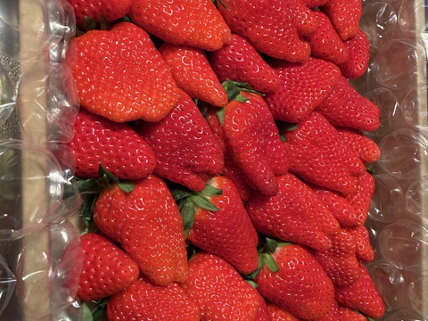 静岡県限定品種【きらぴか】1000ｇ以上　◇朝どれ完熟保証◇