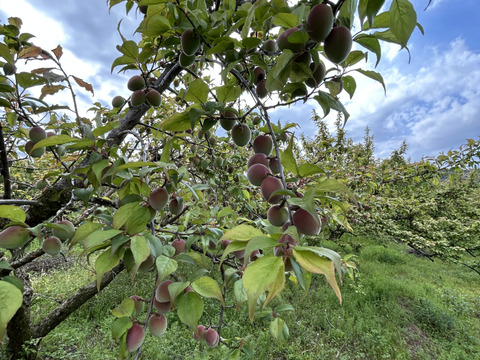 和歌山県産鶯宿梅ジュースやシロップに！　5kg