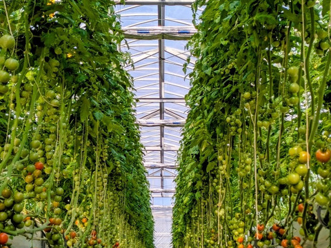 すっきりとした味わい！中玉トマト「シンディスイート」（ご家庭用・２kg）