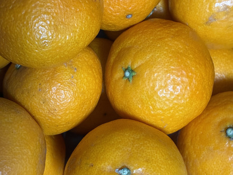 【家庭用】カラマンダリン 3.5kg 春みかん♡濃厚な味わい！愛媛みかん！！