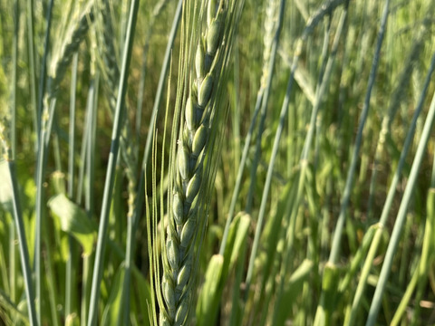 【天日干し】古代小麦1ｷﾛ セール中！香り高く栄養価が高い スペルト小麦