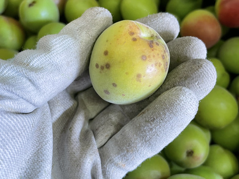 中熟梅　栽培期間中農薬不使用　化学肥料　除草剤不使用　農家直送　ご家庭用　5キロ　ご注文後収穫となります