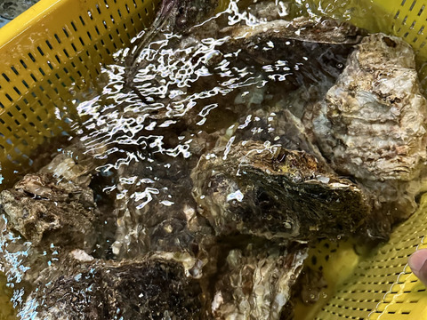 天然特大岩牡蠣　　　700gover