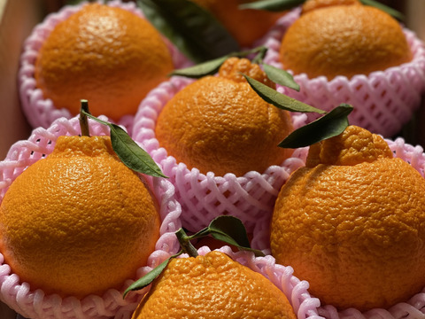 2026年収穫　濃厚甘味 大ぶり果実の瀬戸内しらぬい 4kg