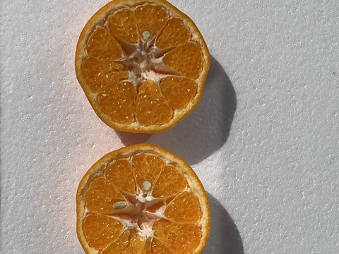 爽やかな甘みのはるみ　5キロ入