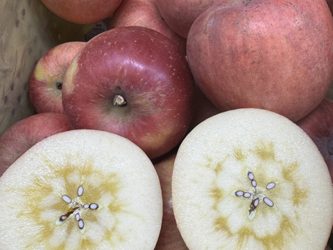 【ご予約】濃厚&ジューシーなのにもったいない家庭用　サンふじ　10㎏　F-wk10