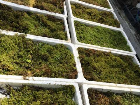 〜優しい空間を〜　苔玉　山もみじ（衝立付き）