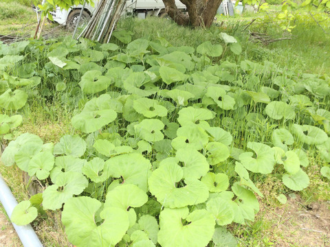 直送！フキ ふき 蕗 ※葉付き🌿 採れたて 10本分を翌日配送のゆうパック60サイズに切ってお届け