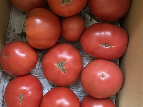 トマト箱いっぱい詰め(約5kg)