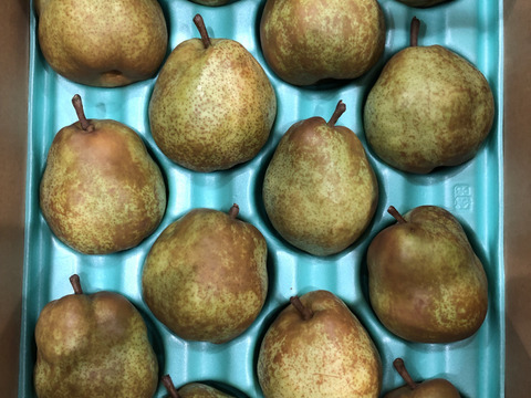 ラ・フランス5kg14玉　追熟し完了後発送