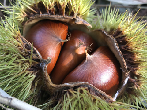 【ほんまもん❣️】本場能勢 栗王“銀寄（ぎんよせ）”Lサイズ🌰1kg、出荷まで氷温貯蔵。