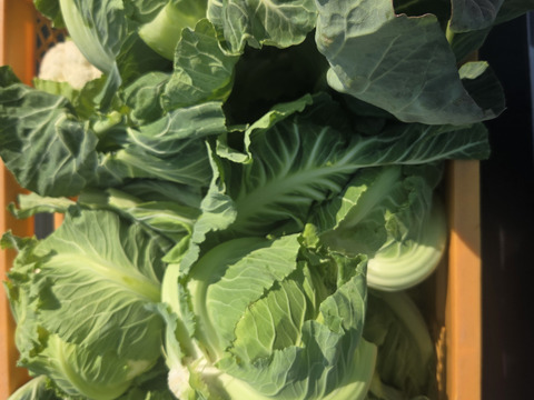 【香川県産】甘くてとっても美味しい!!カリフラワー６株入り