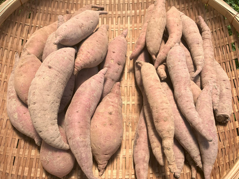 自然栽培〈サイズ混合5㎏・細いサイズ5㎏〉大分県産さつまいも 10㎏セット
