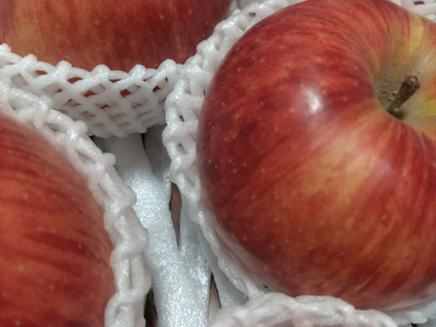 【先行予約】サンつがる 贈答品✨夏りんごの定番品種！（7~10玉）