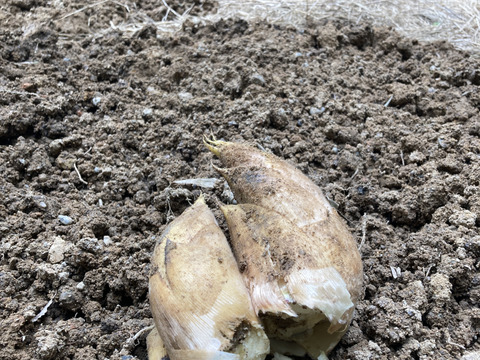 【春限定】シャキッと歯ごたえ！京都・長岡京産タケノコ【4Kg】