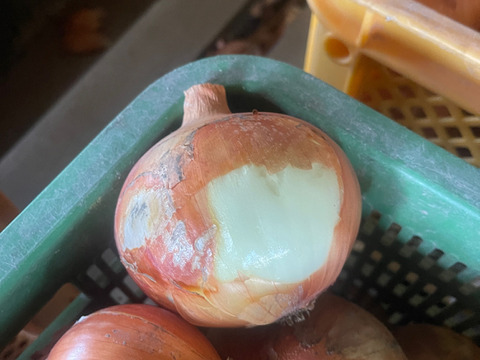 ◎農家直送!!【訳あり】淡路島産ブランド玉ねぎ 『にじたま』10kgダンボール入り（ご家庭用・25個前後） 使いやすいL・2L・3L混在！