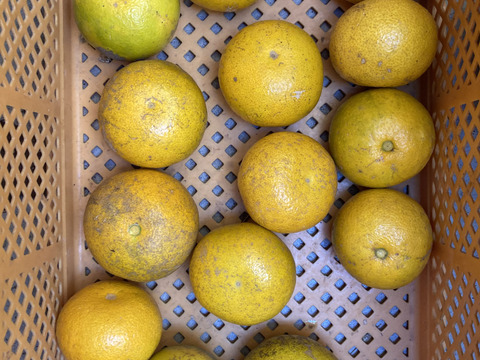 傷もの　自然栽培　八朔 はっさく　紅八朔　混載 10kg