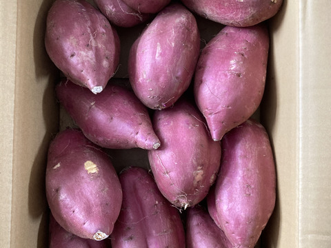 兵庫県産さつまいも シルクスイート 【規格外LL-L】3ヶ月以上熟成 兵庫県産さつまいも シルクスイート 【規格外LL-L】3ヶ月以上
