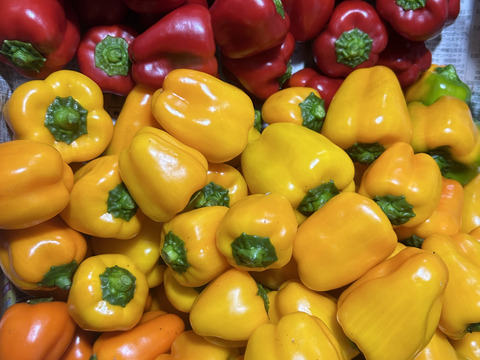 岡山県産　パプリカ1kg詰め合わせ